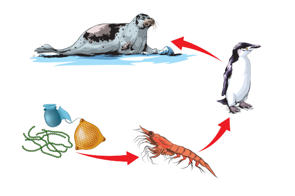 O esquema acima representa uma cadeia alimentar aquática.
