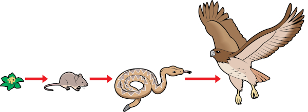 O esquema acima representa uma cadeia alimentar terrestre.