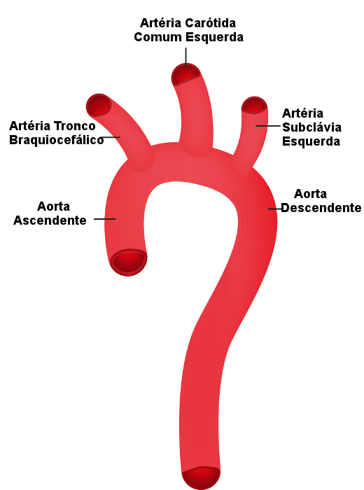 Observe as porções da aorta no esquema.