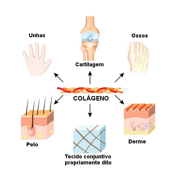 O colágeno é um componente importante de vários tecidos, nos quais contribui para a integridade estrutural deles.