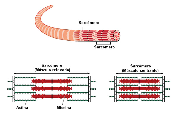 Estrutura de um sarcômero.