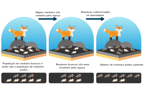 Esquema da teoria da seleção natural de Charles Darwin.