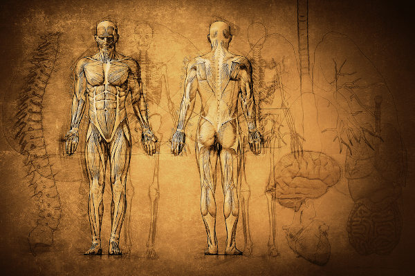 Ilustração do corpo humano para representar a ideia de anatomia humana.