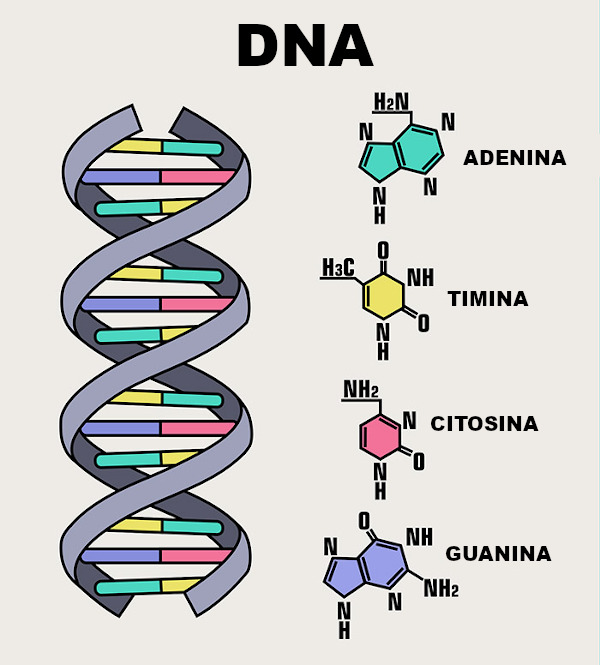 Esquema de uma molécula de DNA.