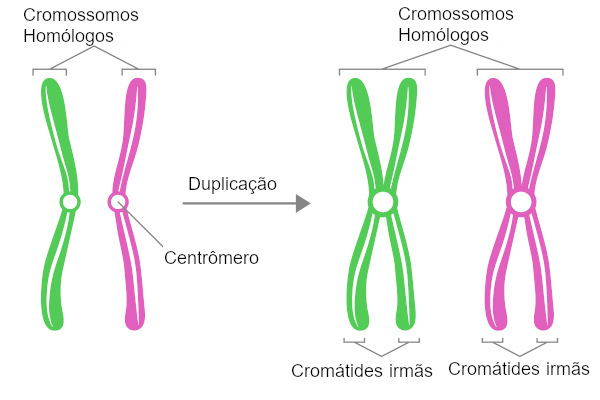 A duplicação do cromossomo ocorre na interfase.