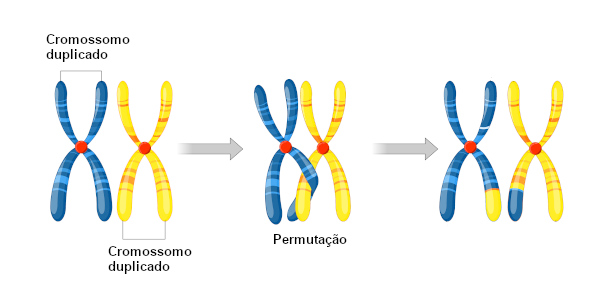 Mitose e meiose: Os dois processos de divisão celular - UOL Educação