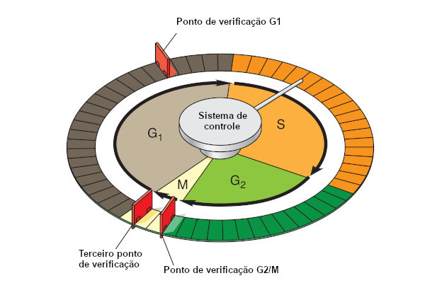 Fases do ciclo celular (artigo)