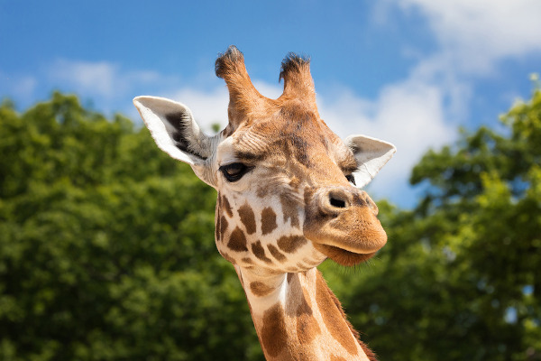 As girafas apresentam estruturas ósseas na cabeça denominadas de cornos.