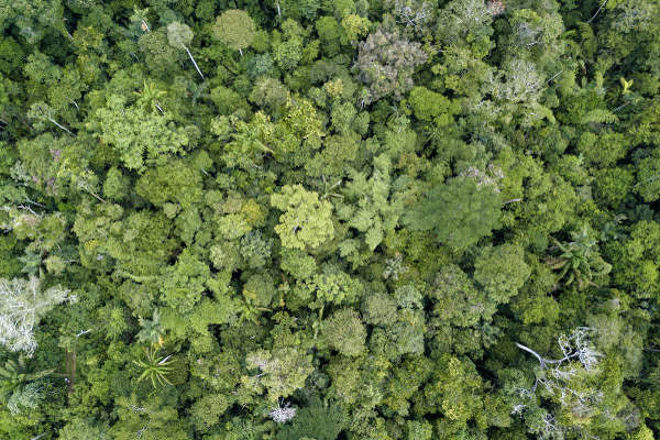As florestas tropicais apresentam grande biodiversidade.