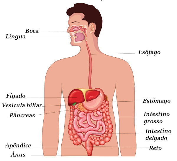 Órgãos que fazem parte do sistema digestório.