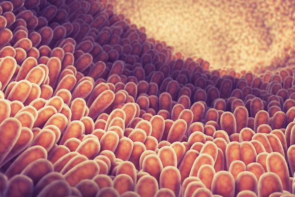As vilosidades e microvilosidades aumentam a superfície de absorção do intestino delgado.