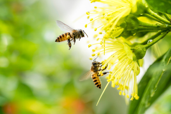 Imagem de duas abelhas próximas de uma flor amarela.