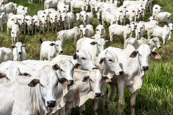 O Brasil é o principal produtor de carne bovina para abate do mundo. 