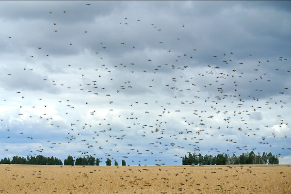  As nuvens de gafanhotos são responsáveis por grandes prejuízos na agricultura.
