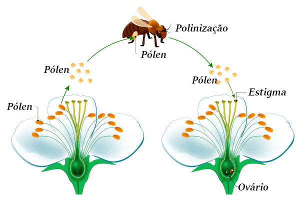 As abelhas são fundamentais para a polinização de várias espécies de angiospermas.