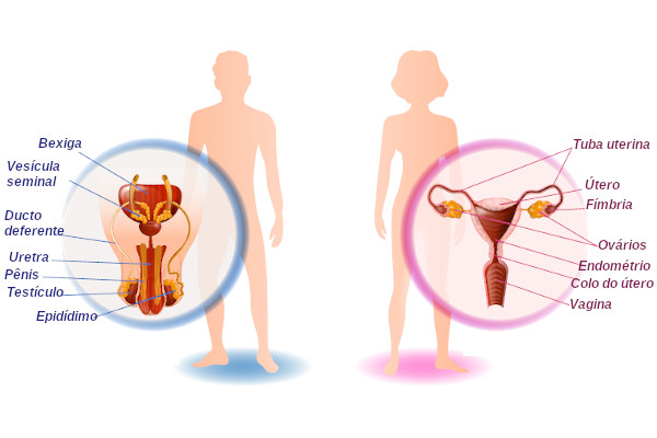 Sistemas reprodutores masculino e feminino.