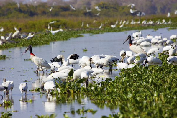 Tuiuiú, ave símbolo do Pantanal.