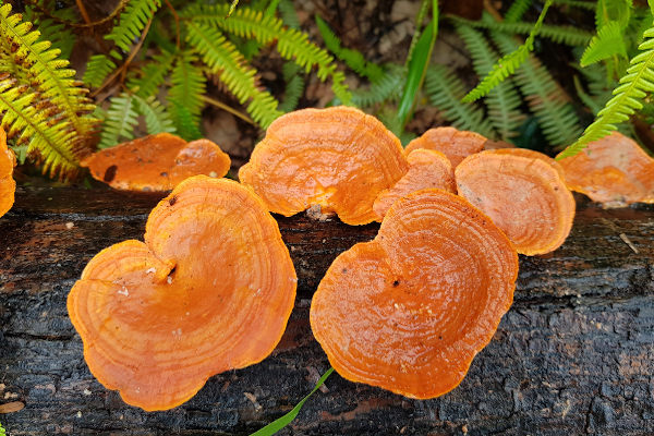 Orelhas-de-pau, fungos do grupo dos basidiomicetos.