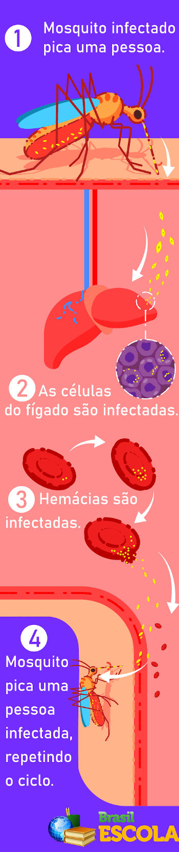 A figura acima mostra resumidamente o ciclo de vida do Plasmodium.