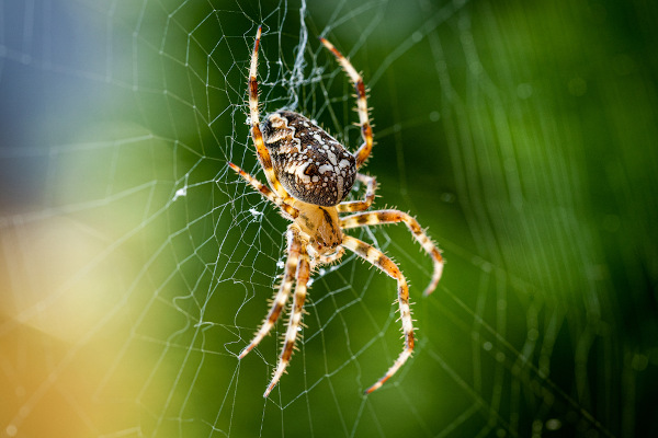 Aranha, um exemplo de artrópode.