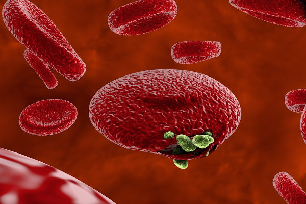Ilustração de células sanguíneas contaminadas pelo protozoário Plasmodium em alusão a Malária.
