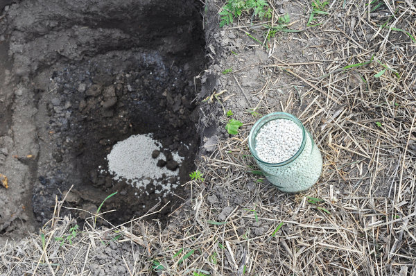 Nitrato de amônio sendo aplicado em preparação do solo para plantio. 