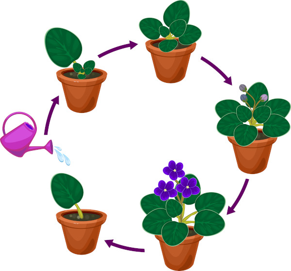 Representação da reprodução assexuada nas plantas.
