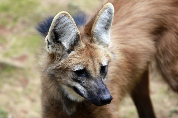  O lobo-guará é um animal onívoro, pois se alimenta de animais e vegetais.