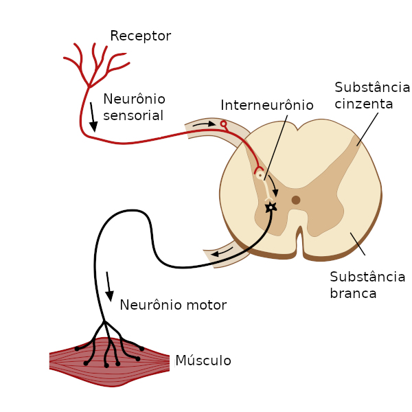 A medula espinhal é responsável por promover os atos reflexos.
