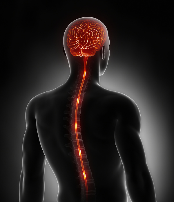 A medula espinhal, assim como o encéfalo, faz parte do sistema nervoso central. A medula está localizada no interior da coluna.