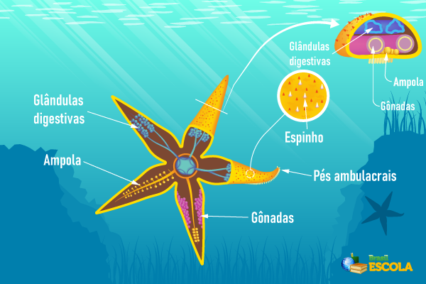 Estruturas de uma estrela-do-mar, um tipo de equinodermo.