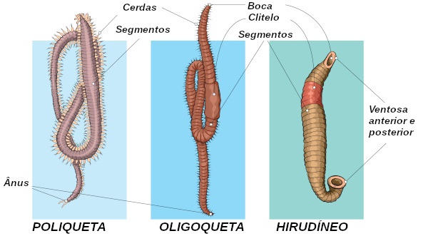 Observe algumas características presentes nos diferentes grupos de anelídeos.