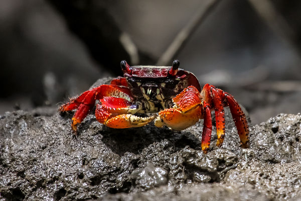 O caranguejo, crustáceo que reside nos manguezais, tornou-se um dos símbolos do mangue beat.