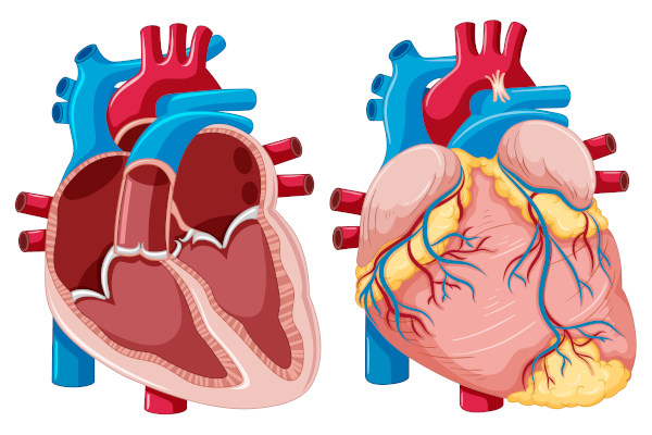 O sistema cardiovascular é formado pelo coração e pelos vasos sanguíneos.