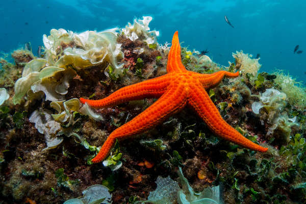 Estrela-do-mar, um tipo de equinodermo.