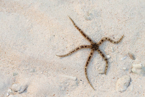 Estrela-serpente, um tipo de equinodermo.