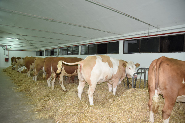 Fazendas de criação bovina tem um ambiente rico em metano, devido ao processo digestivo que acontece no organismo dos ruminantes.