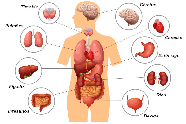 Imagem com silhueta e diferentes órgãos corpo humano.