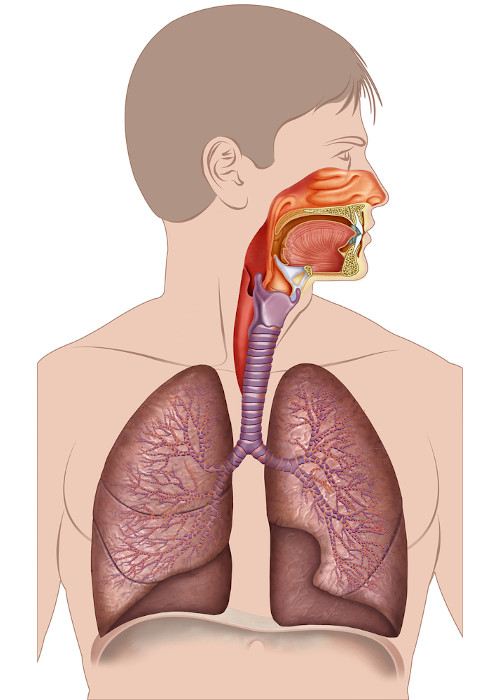 O sistema respiratório é formado por cavidades nasais, faringe, laringe, traqueia, brônquios, bronquíolos e alvéolos.