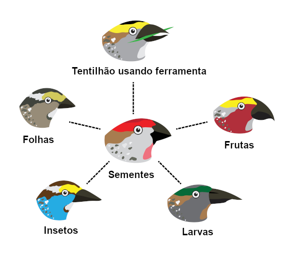 Exemplo de seleção natural entre os pássaros.
