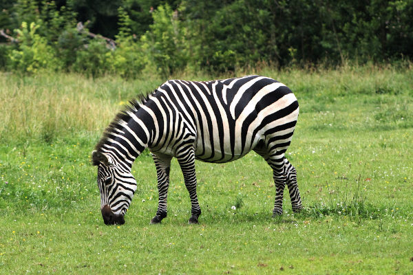  A zebra é um exemplo de animal herbívoro.