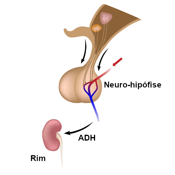 O ADH é produzido no hipotálamo e secretado pela neuro-hipófise. Sua principal ação é nos rins.