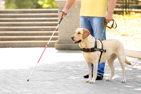 Cego com um cão guia e bengala em referência ao Dia do Cego.