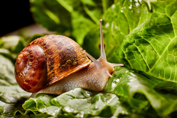 Caracóis são moluscos gastrópodes.