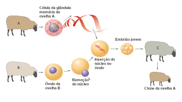 Esquema de como foi realizada a clonagem da Dolly.