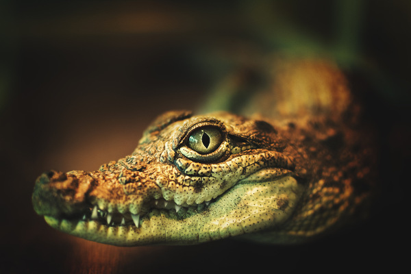 Os crocodilianos são animais com uma mandíbula extremamente forte.