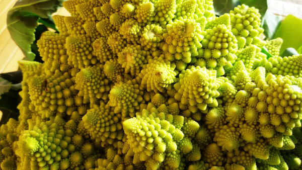 Fractais, formas geométricas presentes na natureza