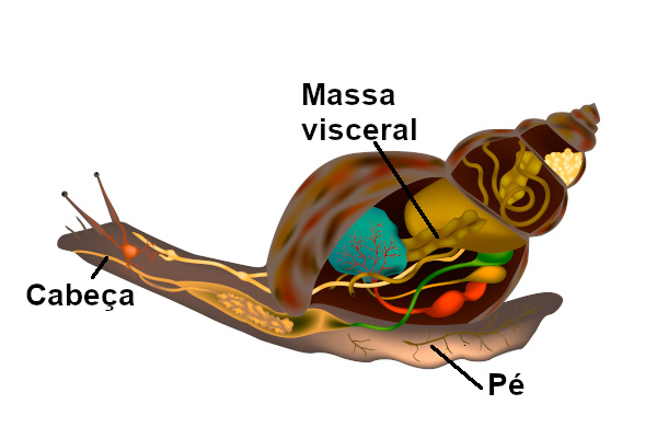 Observe na figura os vários órgãos internos localizados na região da massa visceral.