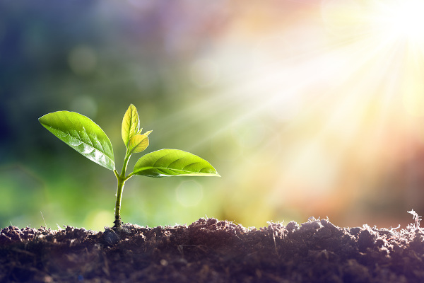As plantas necessitam de alguns elementos específicos para o seu desenvolvimento.
