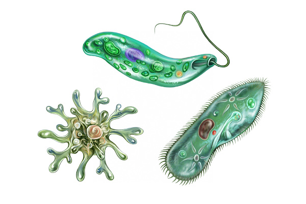 Algas e protozoários são chamados de protistas.